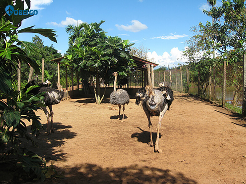 sở thú đà điểu tại khu du lịch Mỹ Lệ Bình Phước