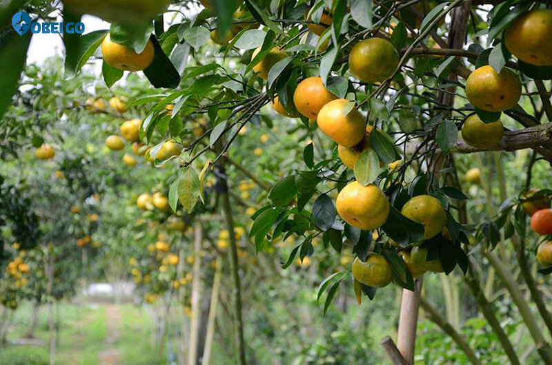 vườn trái cây tại khu du lịch Mỹ Lệ Bình Phước